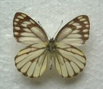 Delias simanabum ABERRATION (Internet Image property of respective owner, non-commercial use only)